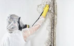 Best Attic Mold Removal  in Millersville, PA